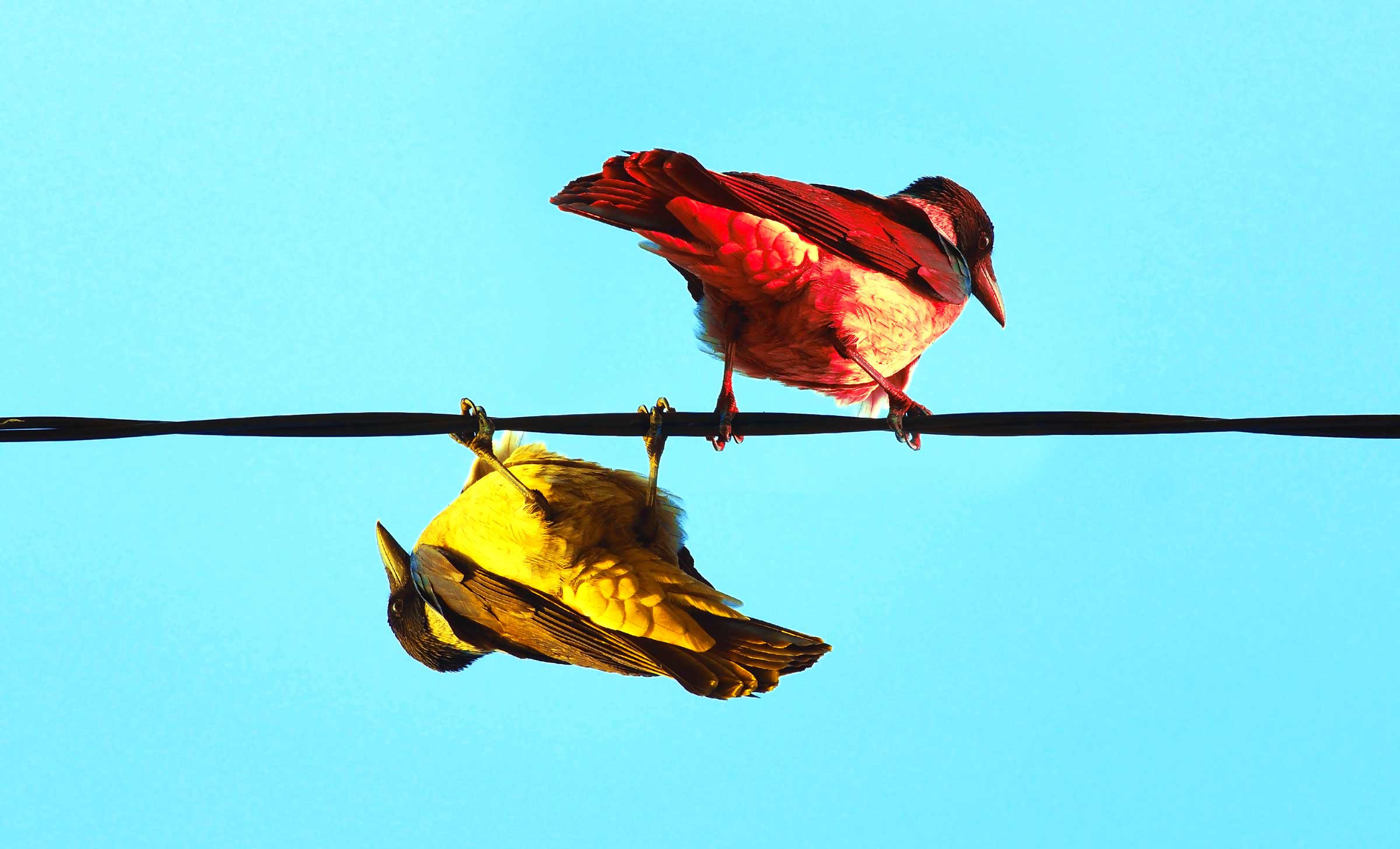 Two colorful birds side by side on a wire. One is yellow and hanging upside down. The other is red and standing right side up.