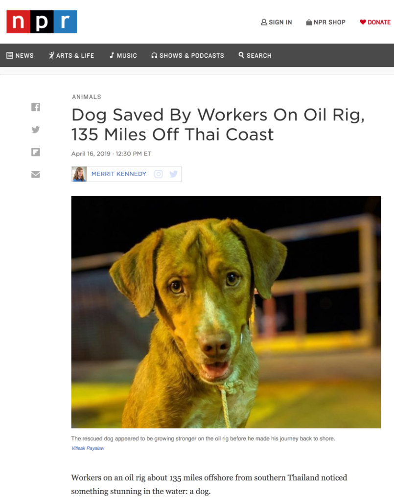 Screen shot of online NPR article called Dog Saved By Workers On Oil Rig, 135 Miles Off Thai Coast. Written April 16, 2019 by Merrit Kennedy. Below the article title is a photo of a happy-looking, clean dog on the deck of an oil rig wearing a homemade braided rope leash. The caption text says, The rescued dog appeared to be growing stronger on the oil rig before he made his journey back to shore. Photo by Vitisak Payalaw. The article text is truncated and the visible part reads, Workers on an oil rig about 135 miles offshore from southern Thailand noticed something stunning in the water: a dog.