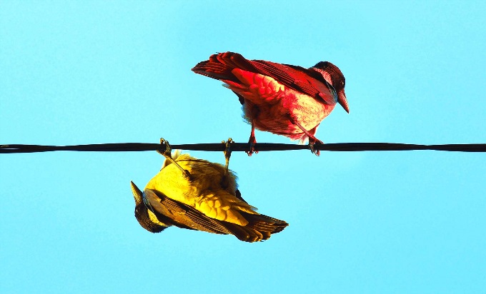 Two colorful birds side by side on a wire. One is yellow and hanging upside down. The other is red and standing right side up.